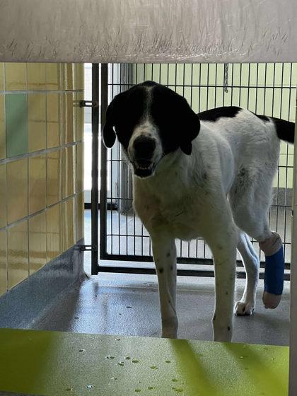 Sir Francis, Adoptable, Young Male Great Pyrenees & Mixed Breed.