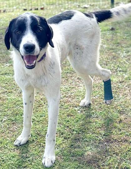 Sir Francis, a Adoptable mixed breed in Longview, TX image 3/3