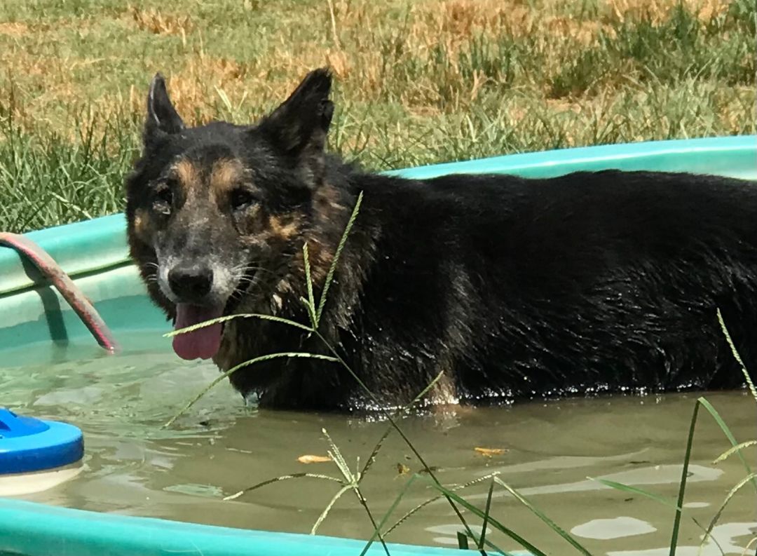 Ralphie, Adoptable, Adult Male German Shepherd Dog.