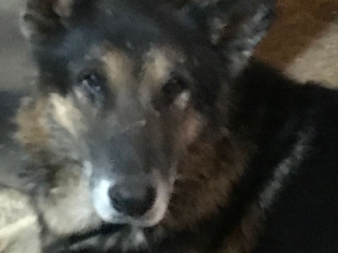 Ralphie, a Adoptable German Shepherd Dog in Rockdale, TX image 2/10