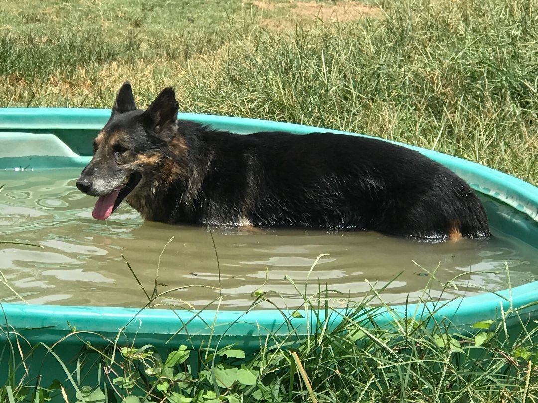Ralphie, a Adoptable German Shepherd Dog in Rockdale, TX image 3/10