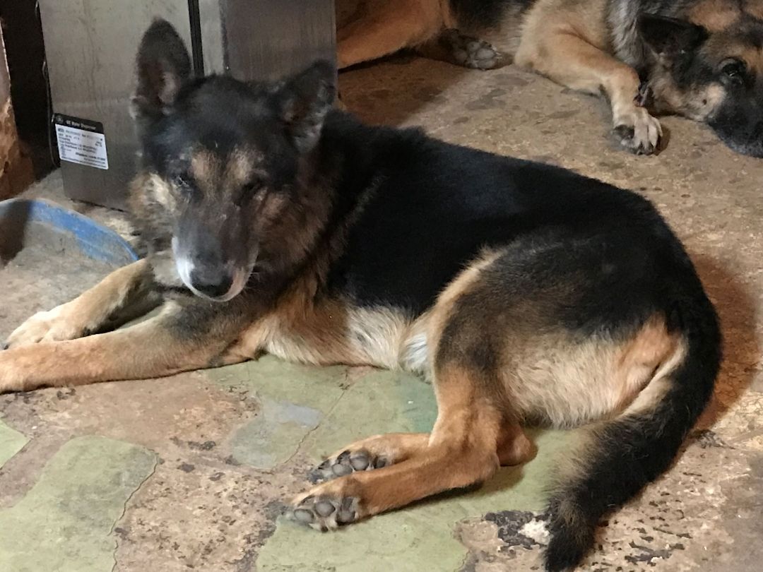 Ralphie, a Adoptable German Shepherd Dog in Rockdale, TX image 4/10