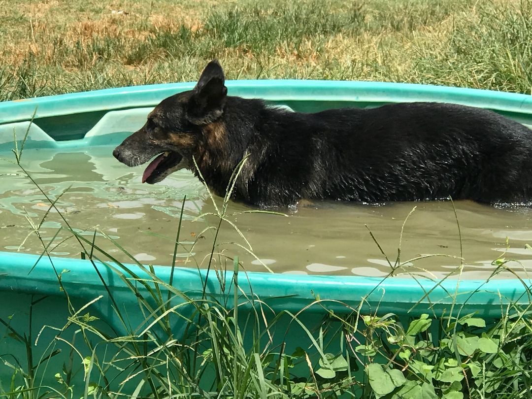 Ralphie, a Adoptable German Shepherd Dog in Rockdale, TX image 5/10