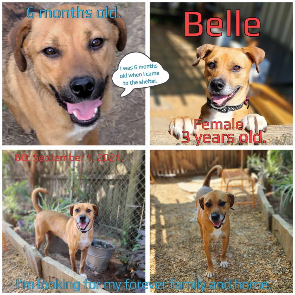 Belle — thumbnail 2