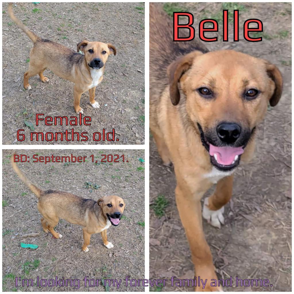 Belle — thumbnail 3