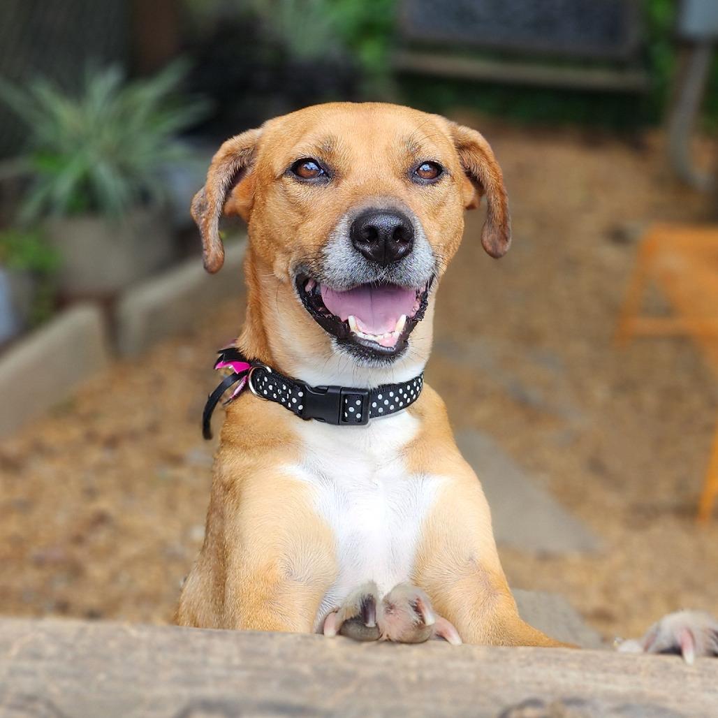 Belle — thumbnail 4