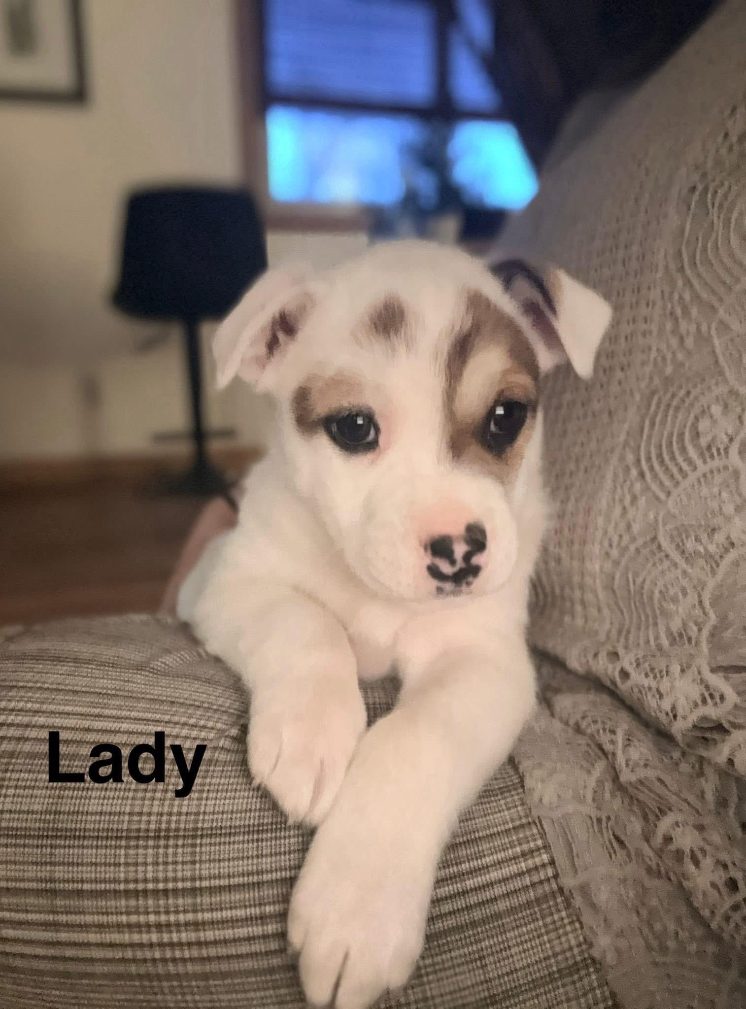 GoT-Lady, Adopted, Young Female Australian Cattle Dog / Blue Heeler & Siberian Husky.