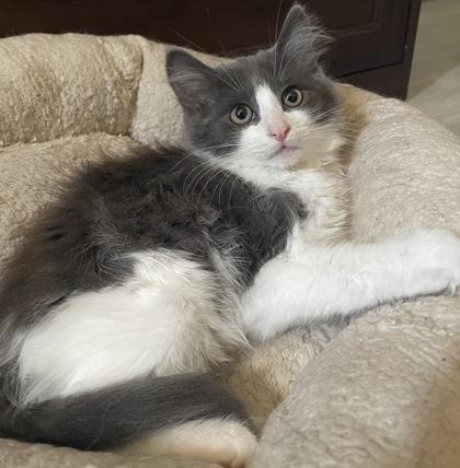 Furiosa, a Adoptable mixed breed in Sacramento, CA image 2/3