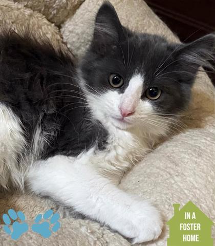 Furiosa, a Adoptable mixed breed in Sacramento, CA image 1/3