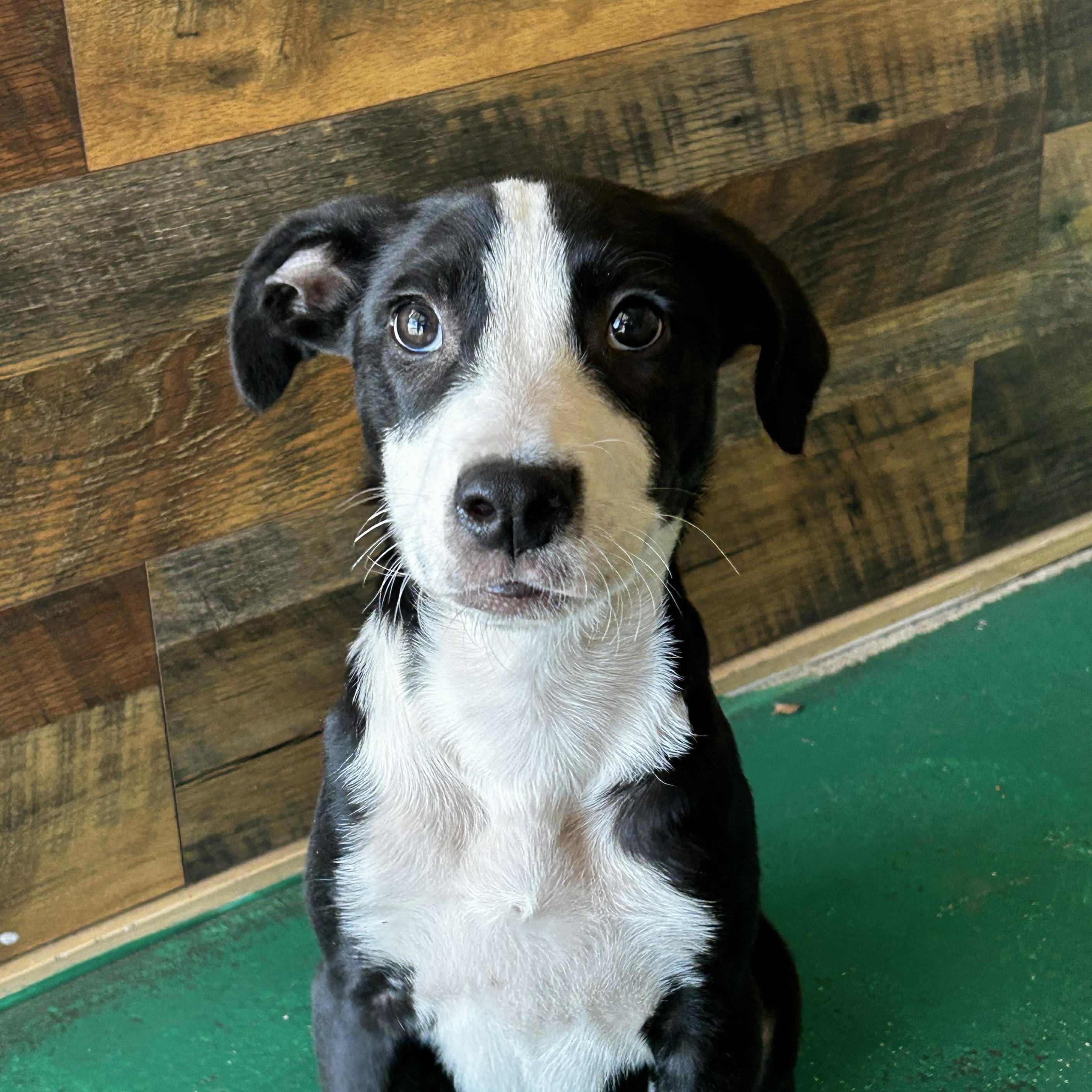 Timmy, adoptable, Puppy Male Border Collie.