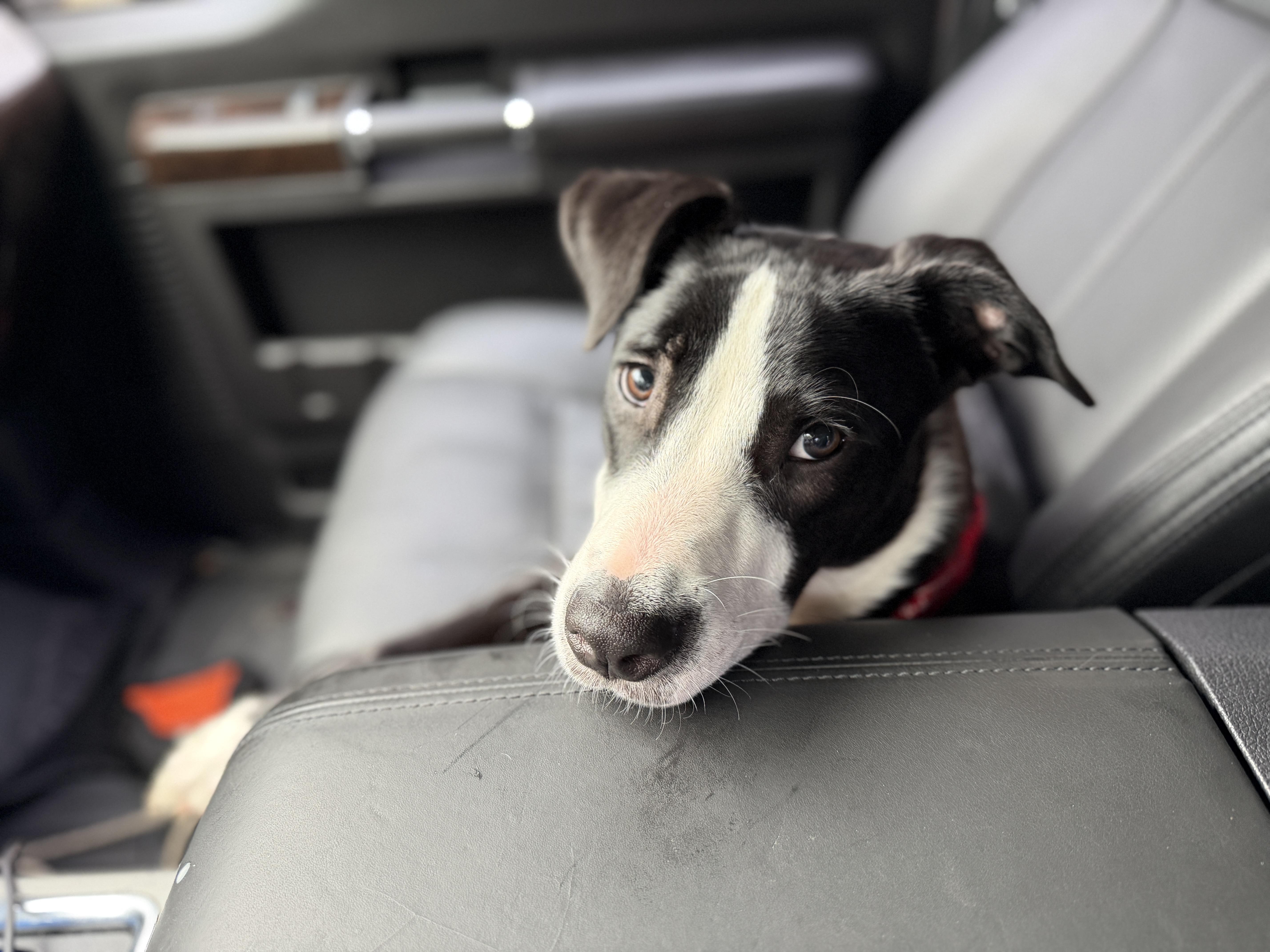 Timmy, adoptable, Young Male Border Collie.