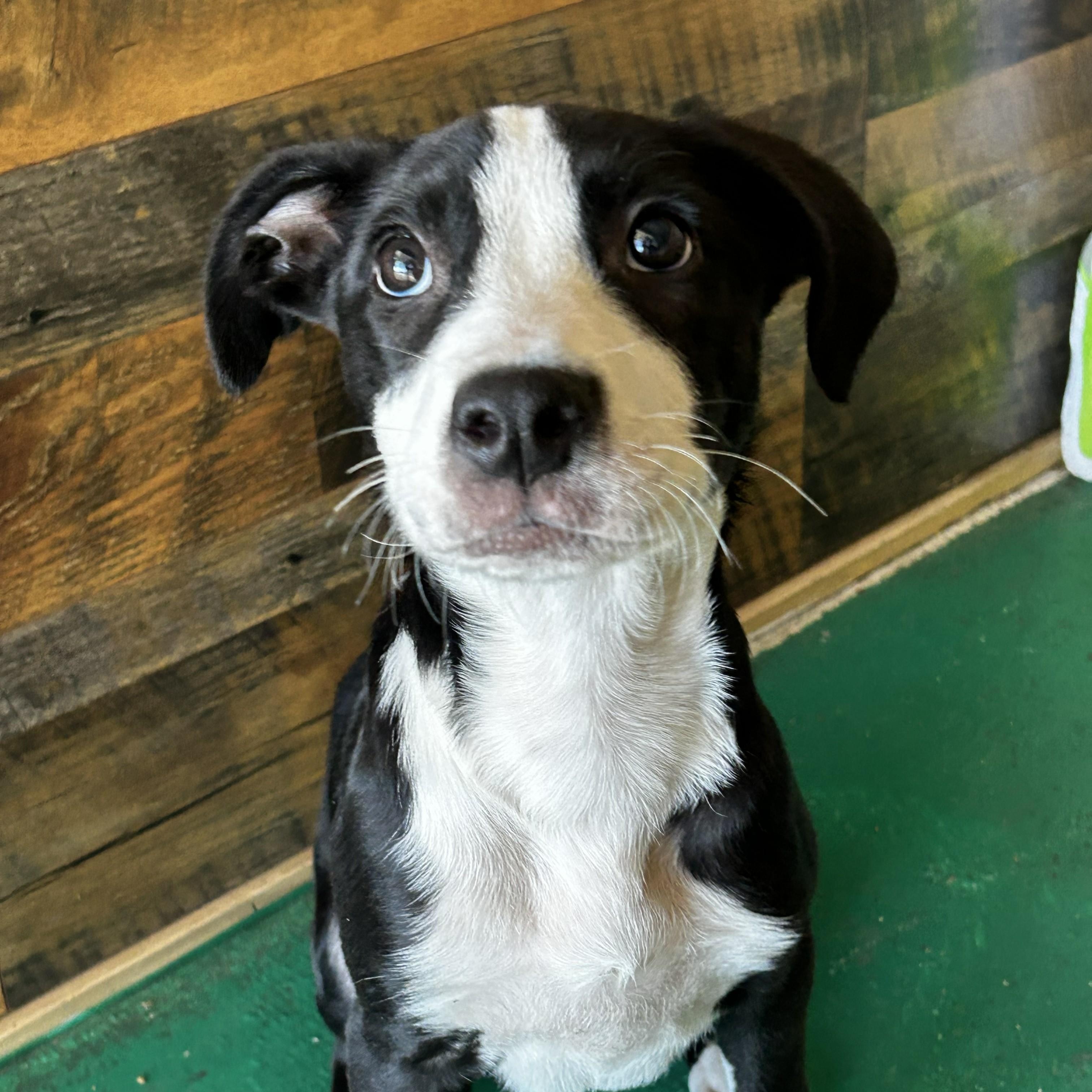 Enlarge Timmy, an adoptable mixed breed in Pensacola, FL image 2/2