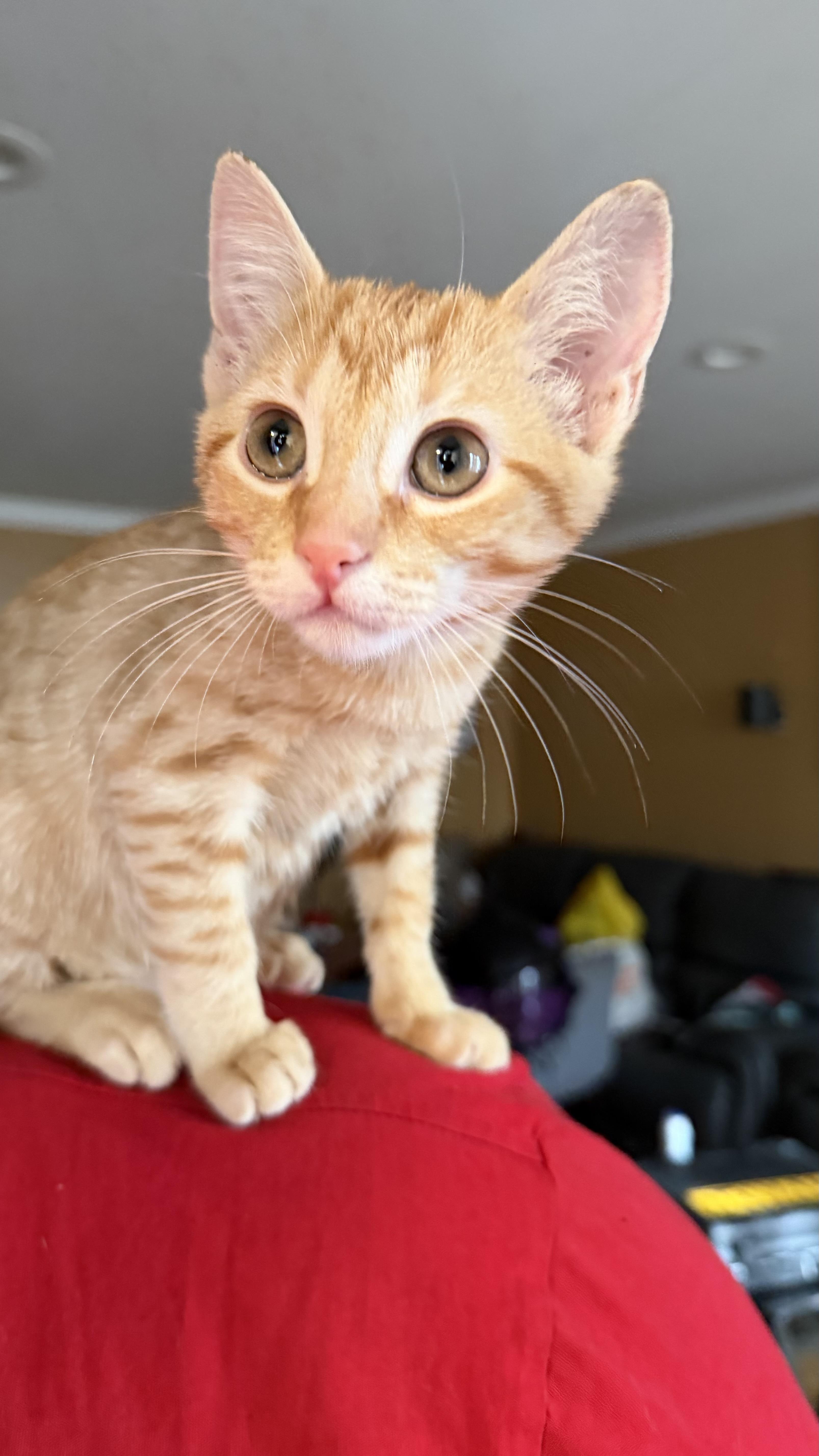 Enlarge Lather, a Adoptable Domestic Short Hair in Brooklyn, NY image 4/4