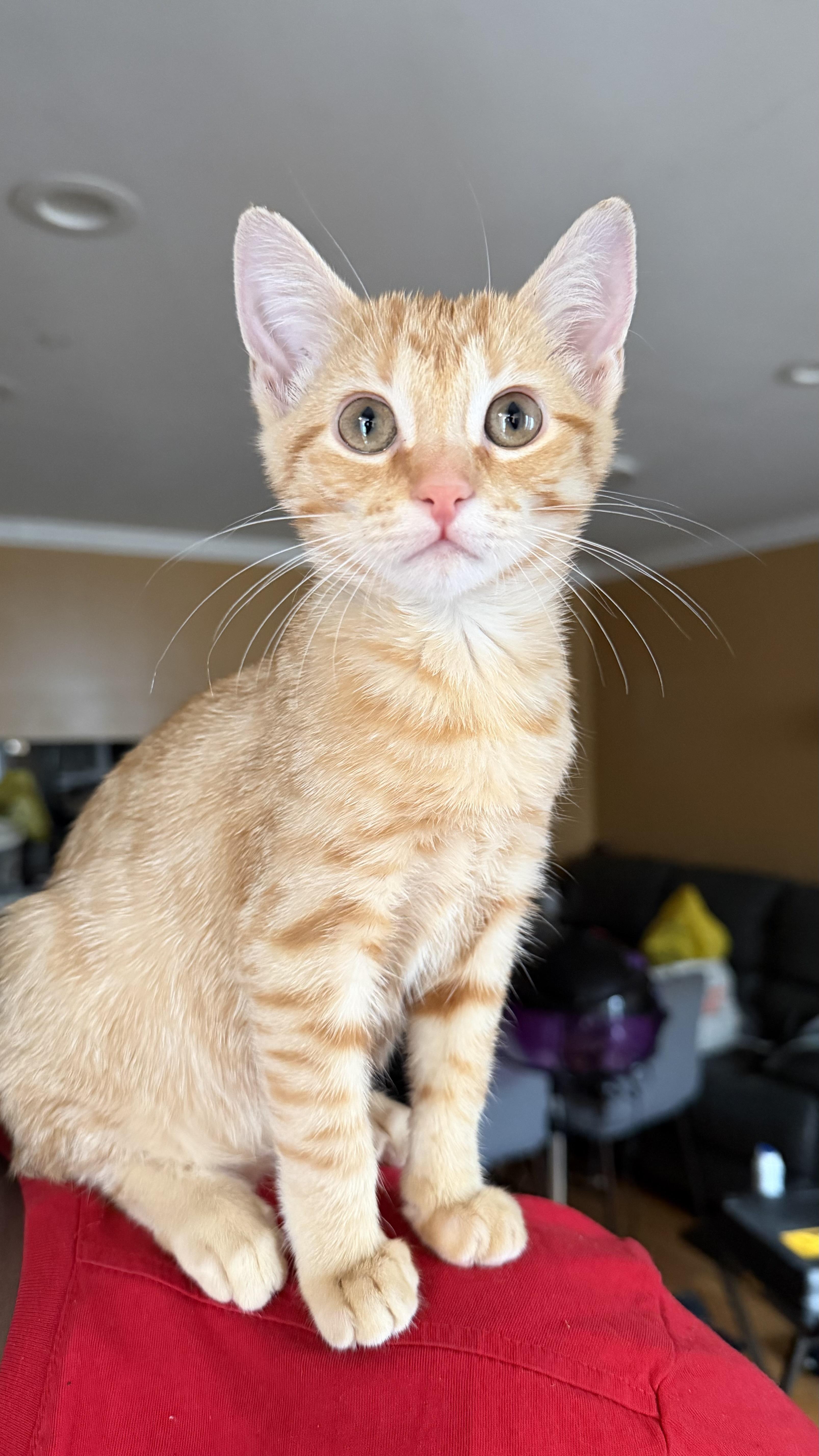 Enlarge Lather, a Adoptable Domestic Short Hair in Brooklyn, NY image 1/4