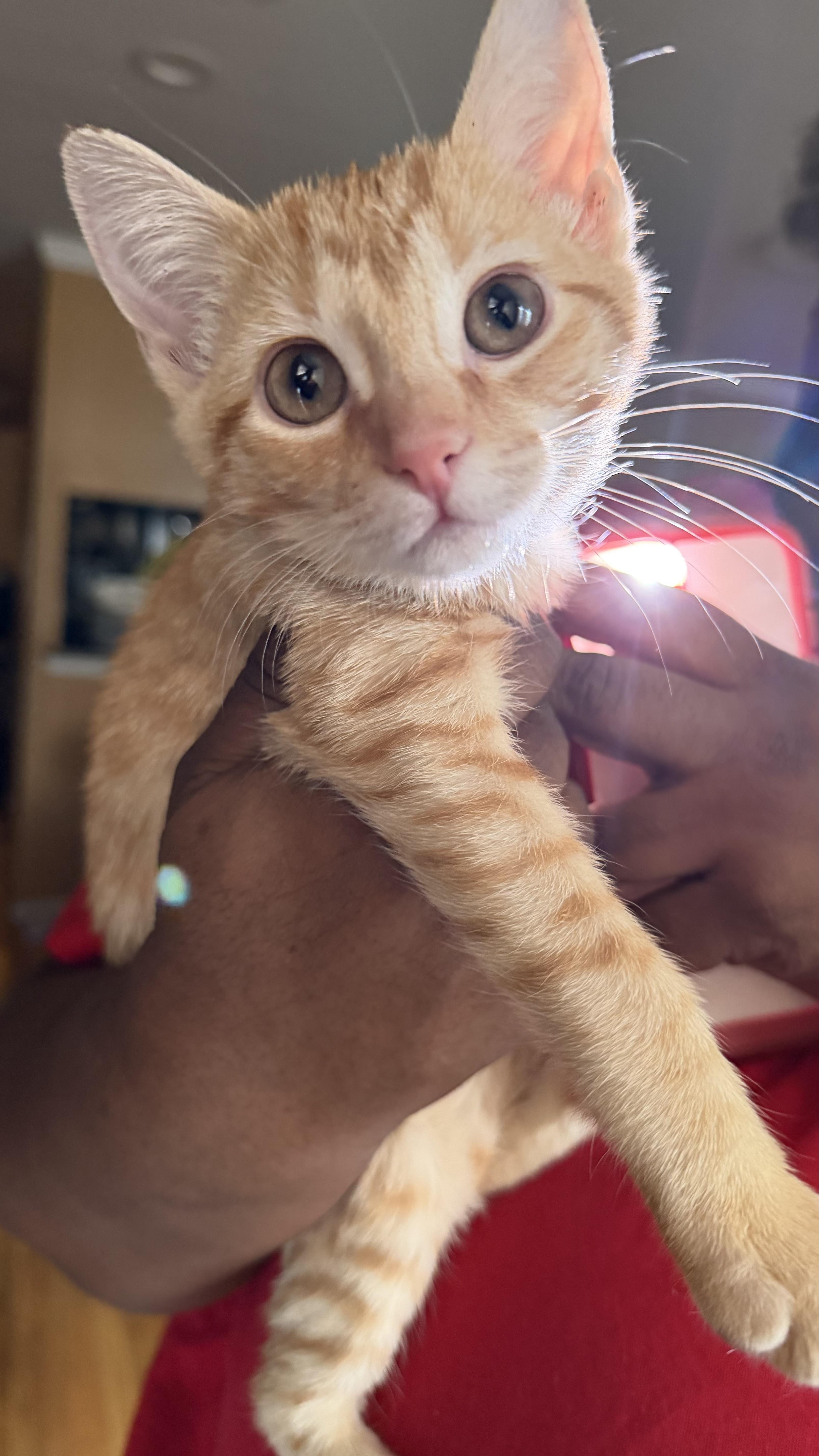 Enlarge Lather, a Adoptable Domestic Short Hair in Brooklyn, NY image 2/4