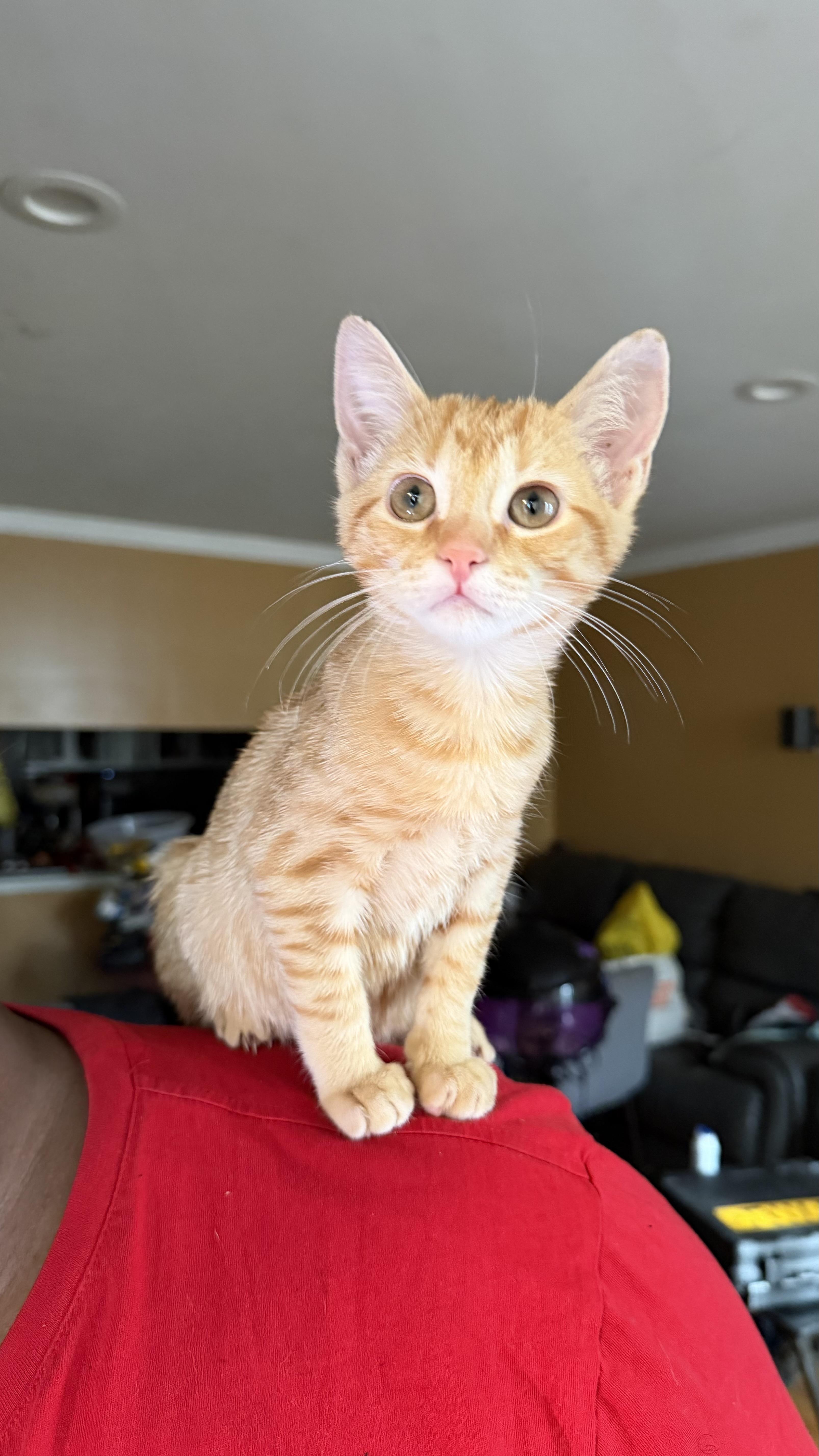 Enlarge Lather, a Adoptable Domestic Short Hair in Brooklyn, NY image 3/4