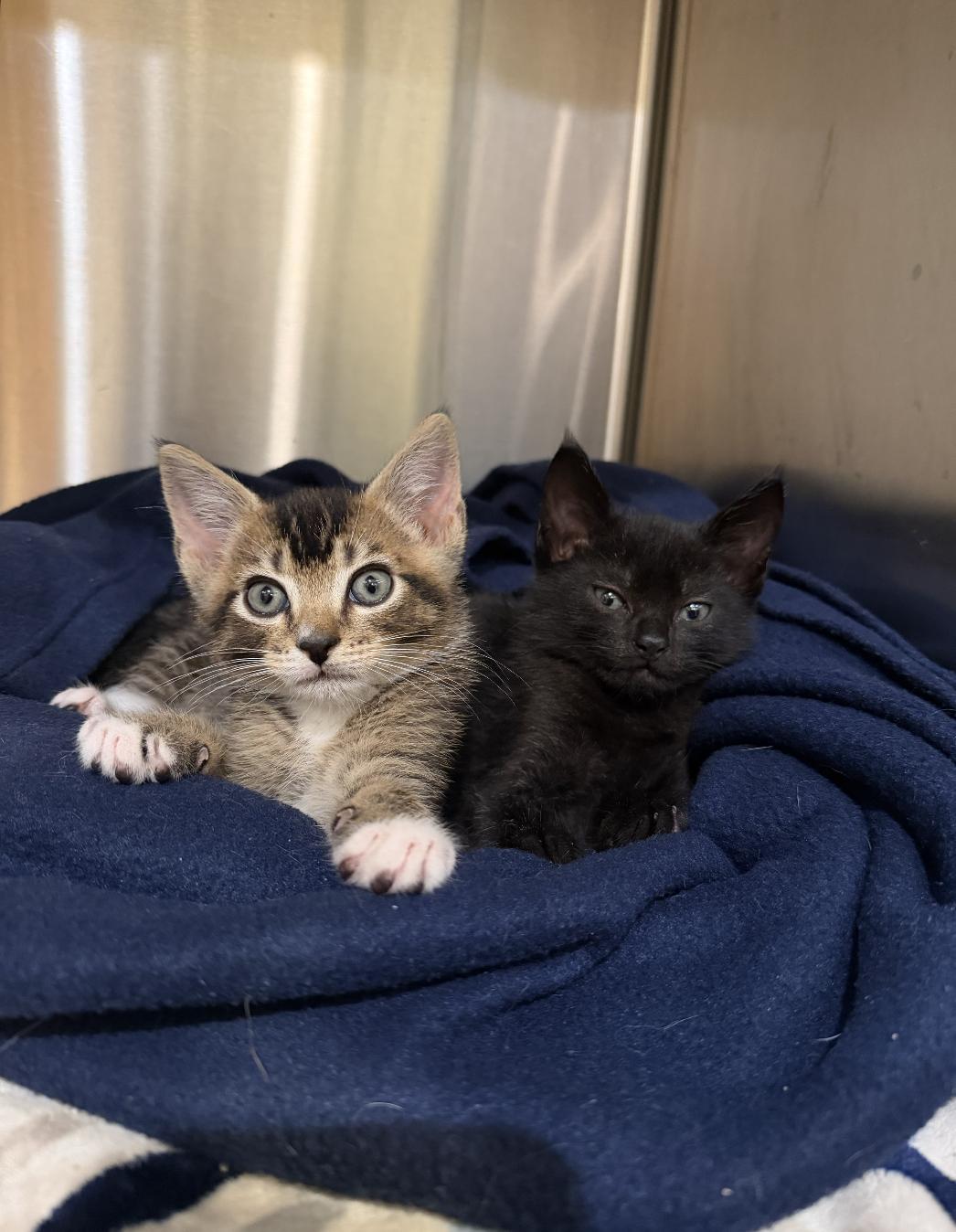 Norman & Uncle Billy, ADOPTABLE, Kitten Male Domestic Short Hair.