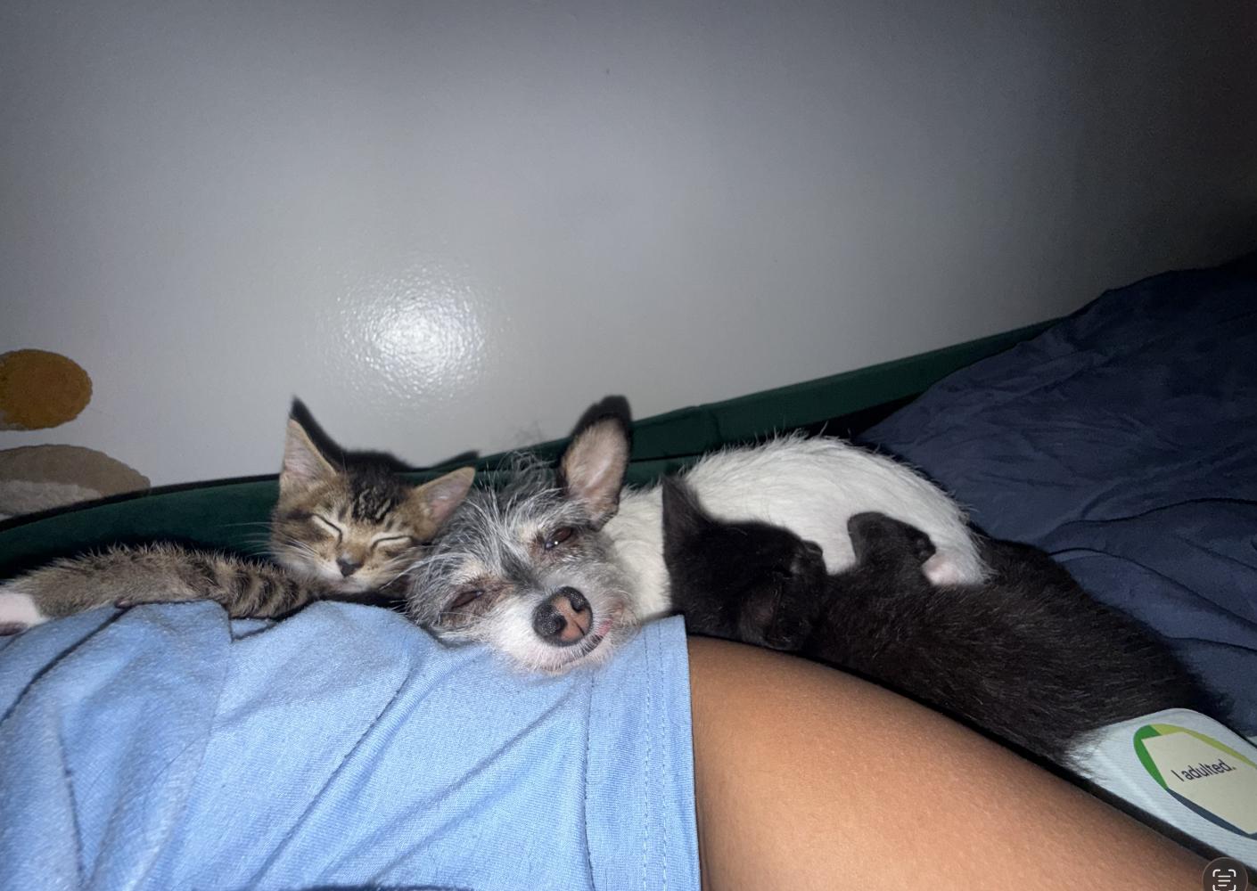 Enlarge Norman & Uncle Billy, a ADOPTABLE Domestic Short Hair in Philadelphia, PA image 3/6