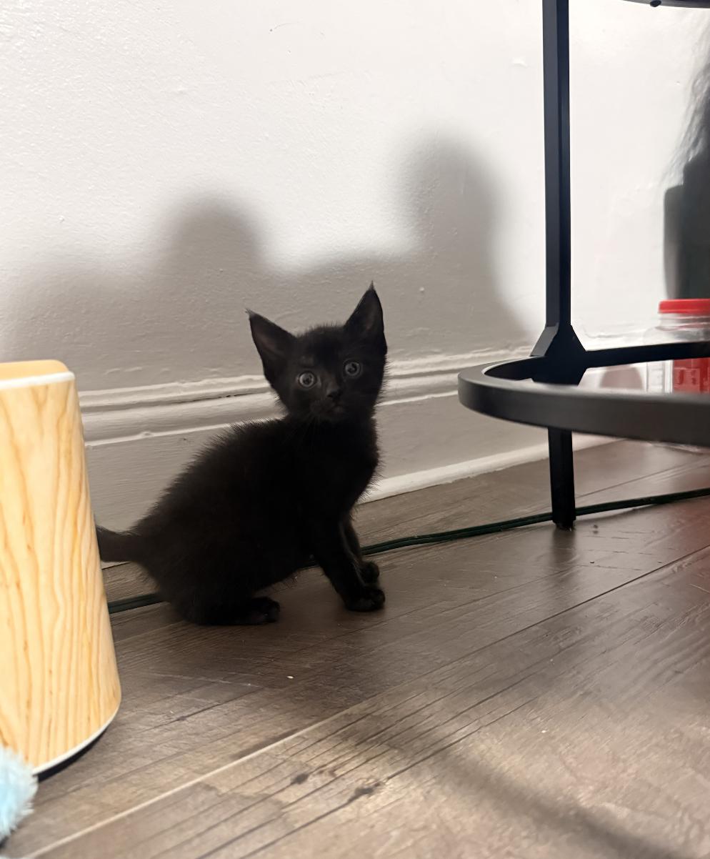 Enlarge Norman & Uncle Billy, a ADOPTABLE Domestic Short Hair in Philadelphia, PA image 4/6