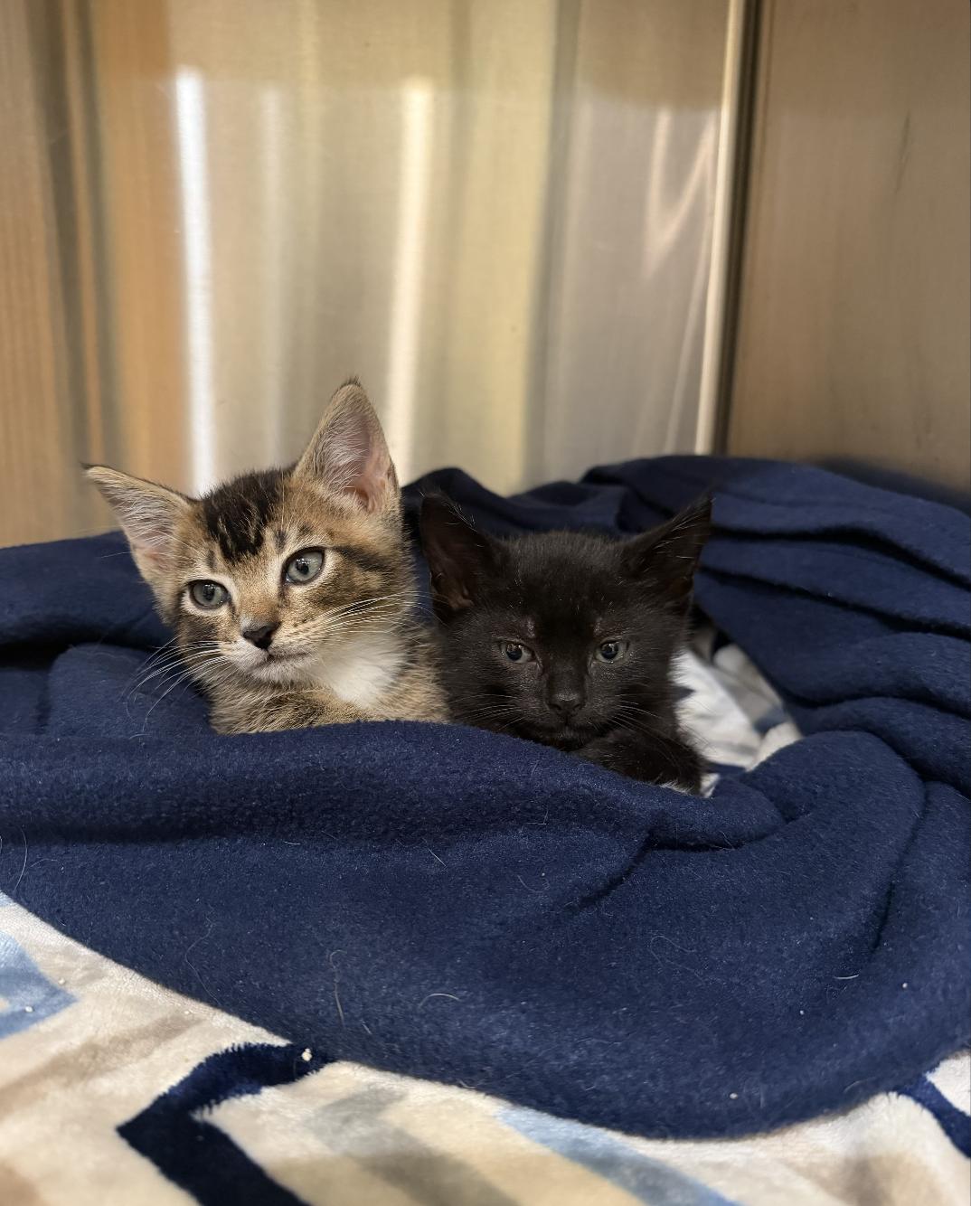 Enlarge Norman & Uncle Billy, a ADOPTABLE Domestic Short Hair in Philadelphia, PA image 2/6