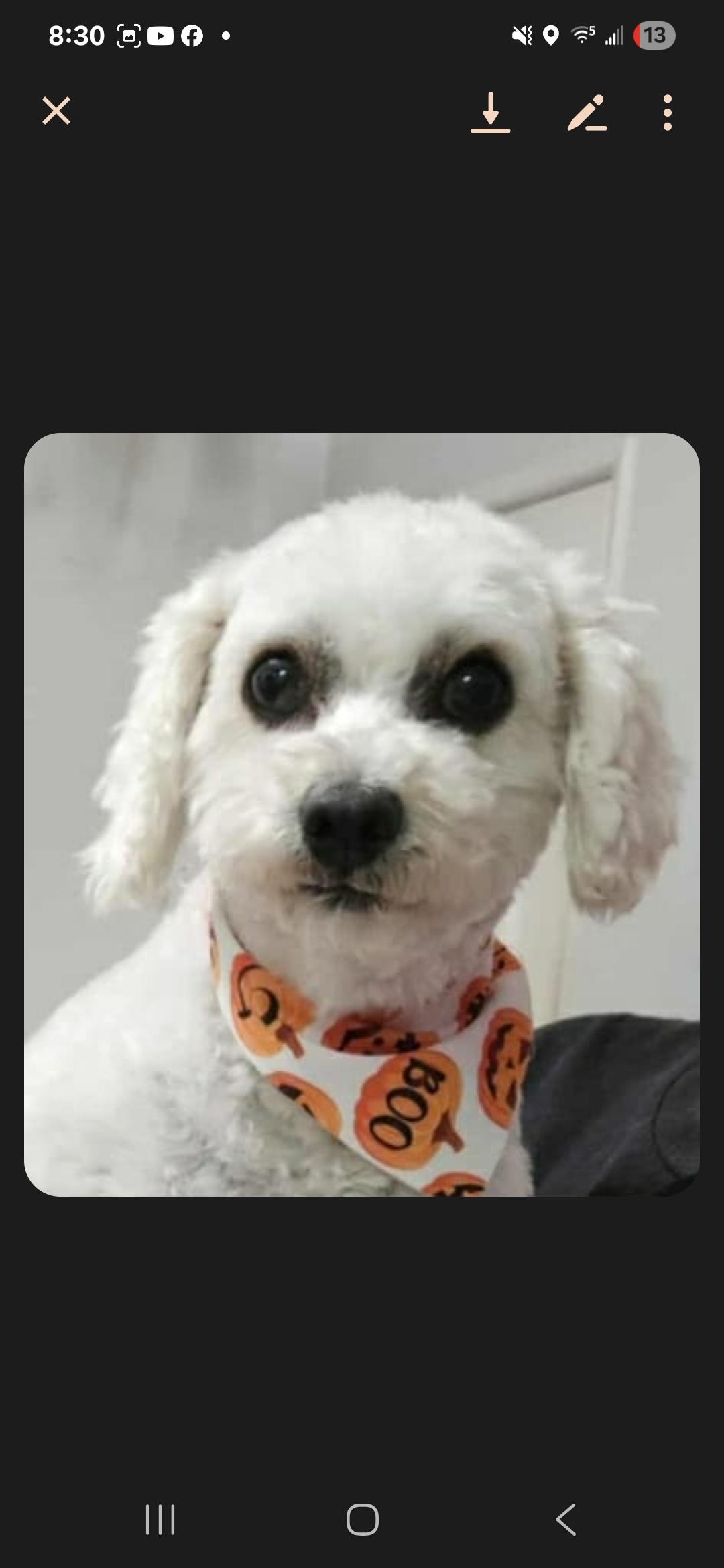 Enlarge Frosty, a Adopted mixed breed in Galt, CA image 1/3