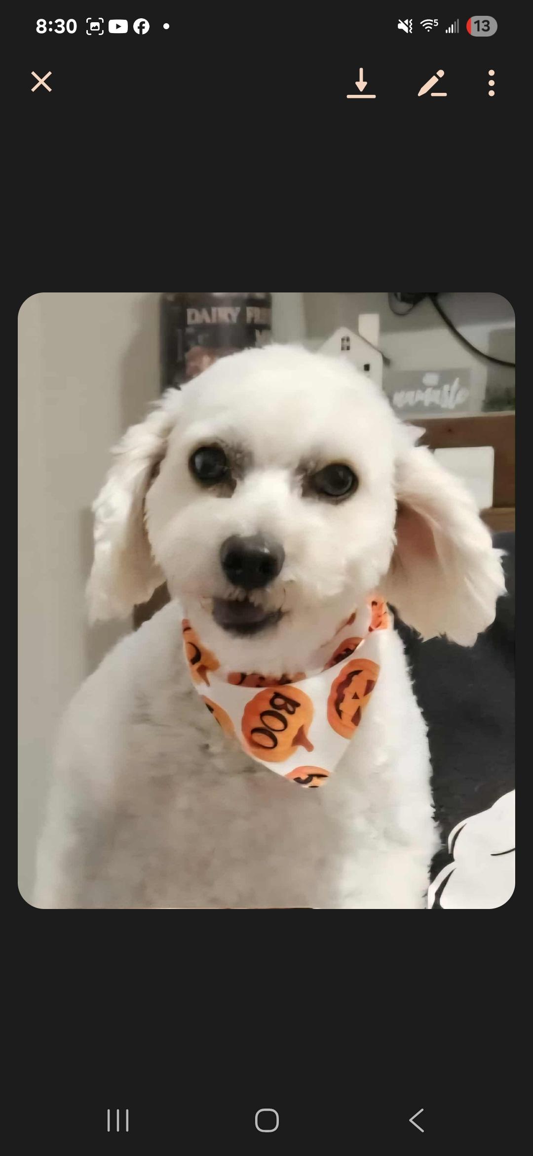 Enlarge Frosty, a Adopted mixed breed in Galt, CA image 2/3