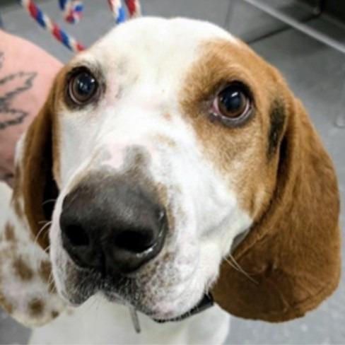 Willie A — thumbnail 3