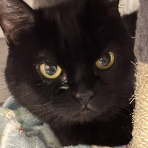 Lucy, Adoptable, Senior Female Domestic Long Hair.