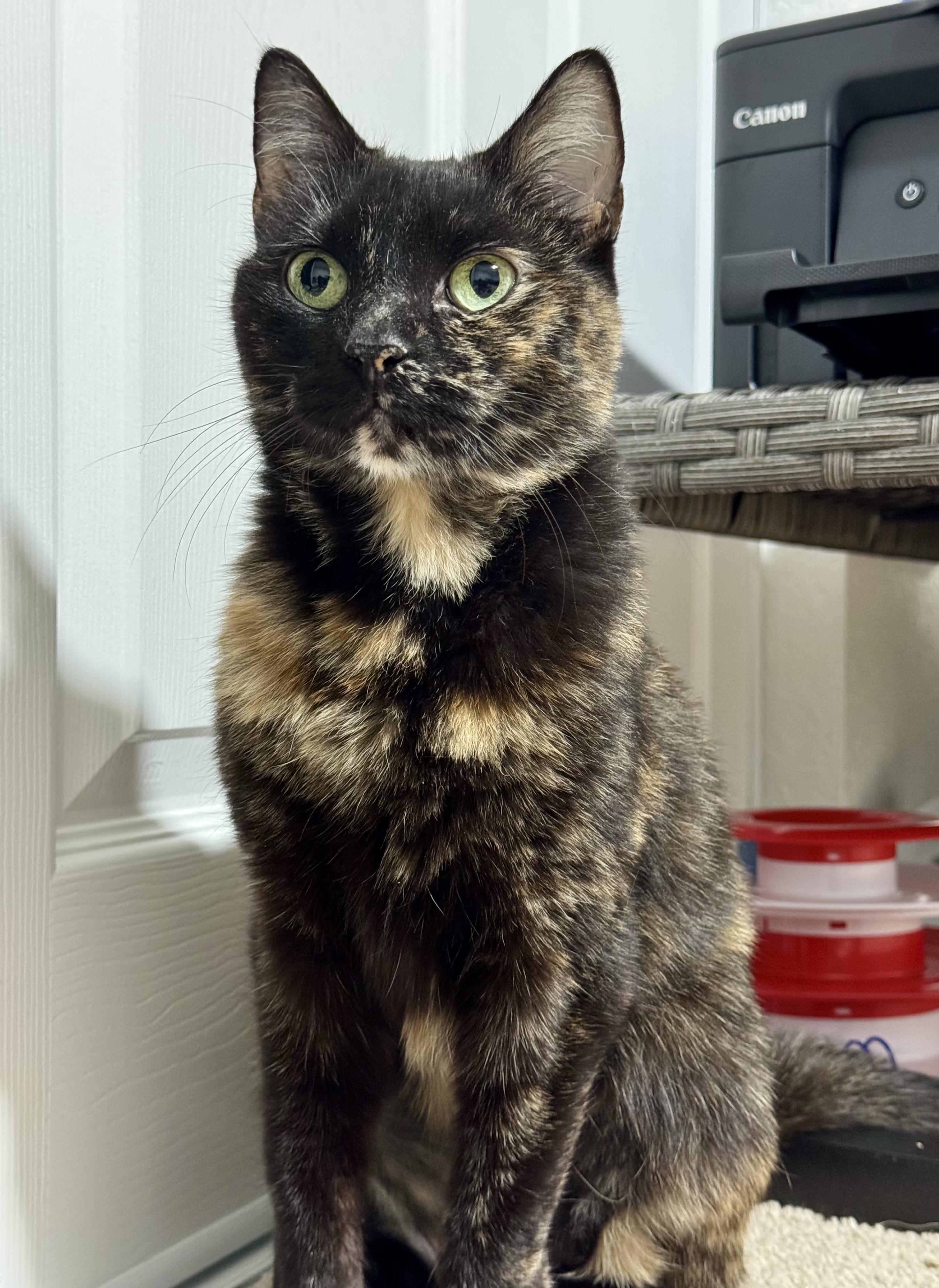 Ciara, Adoptable, Young Female Domestic Short Hair.