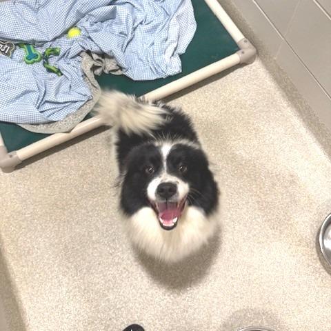 Bentley, Adoptable, Adult Male Border Collie & Pomeranian.