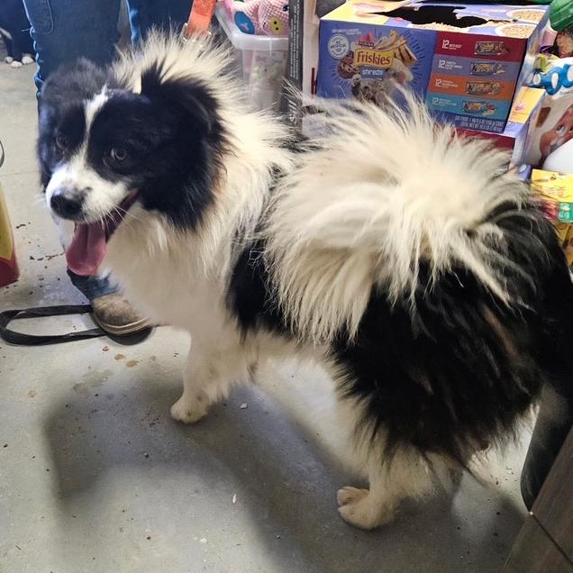 Enlarge Bentley, a Adoptable mixed breed in Novelty, OH image 2/3