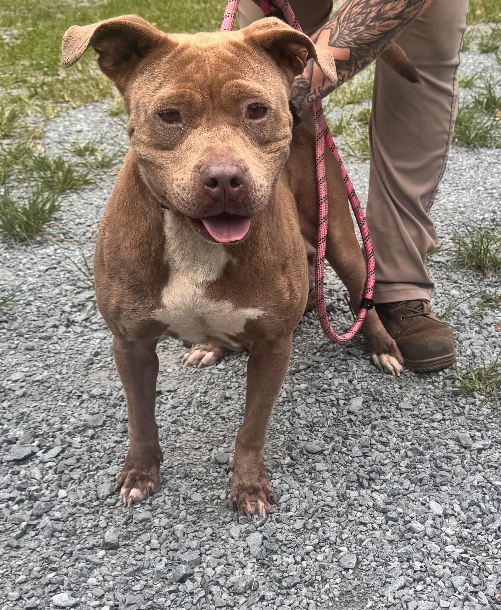 Enlarge Nina, a ADOPTABLE American Bulldog in Elizabethtown, NC image 2/2