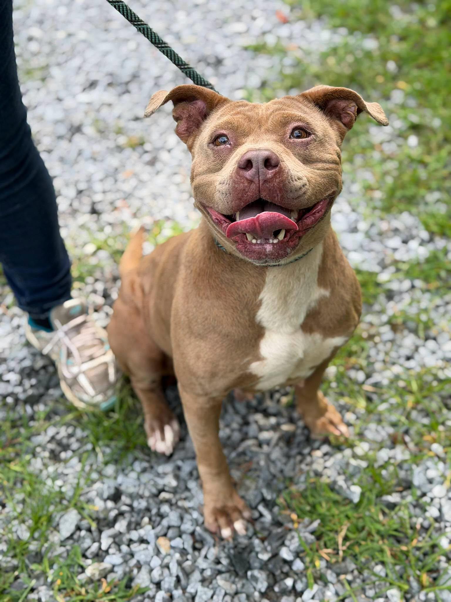 Enlarge Nina, a ADOPTABLE American Bulldog in Elizabethtown, NC image 1/2