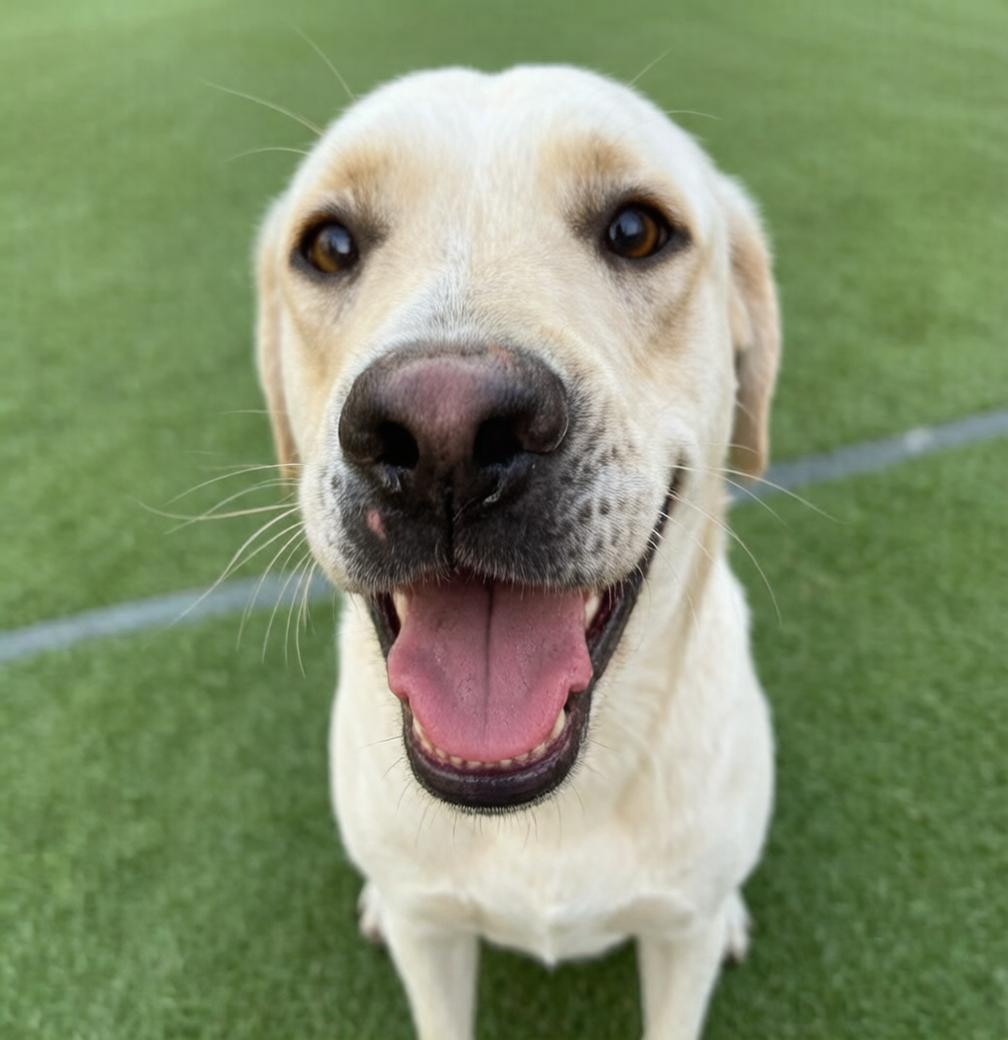 Demi, adopted, Young Female Yellow Labrador Retriever.