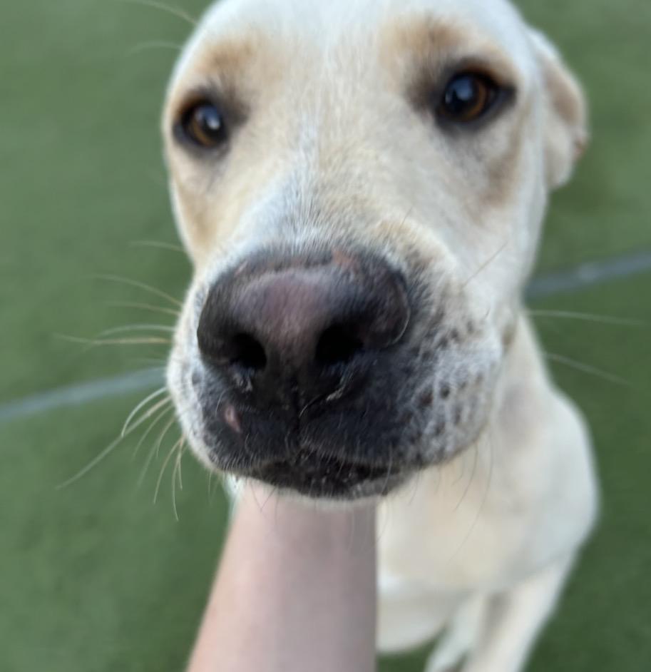 Demi, an adopted Yellow Labrador Retriever in Seabrook, NH image 2/5