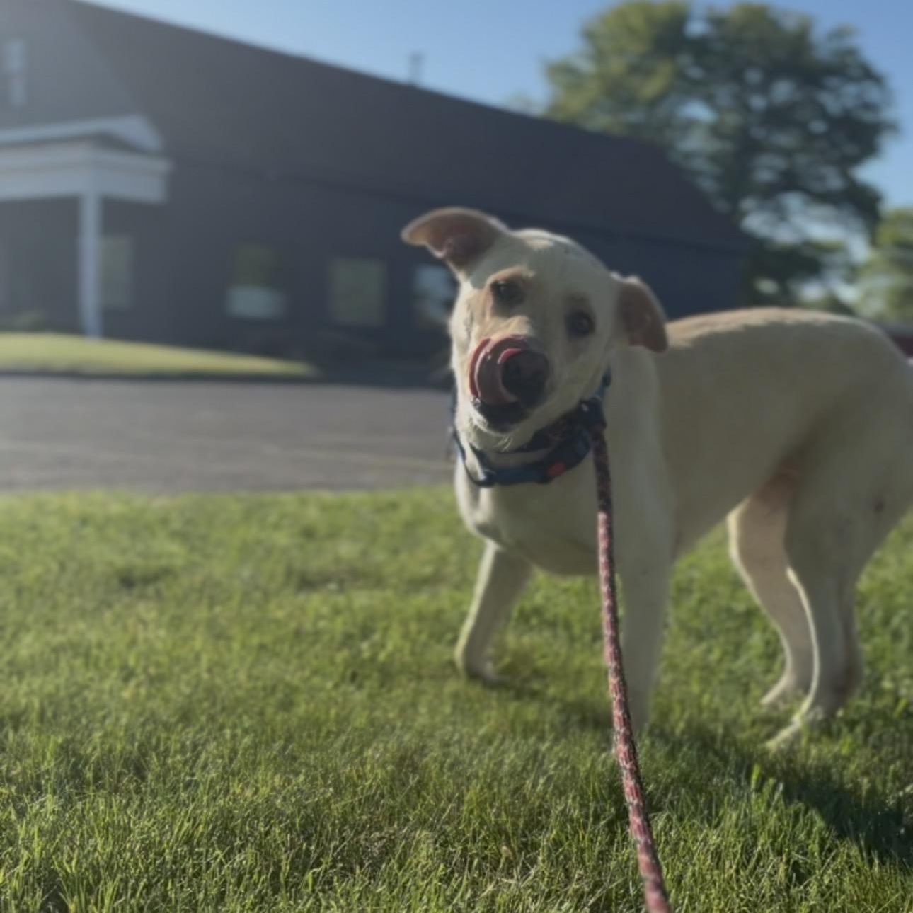 Demi, an adopted Yellow Labrador Retriever in Seabrook, NH image 5/5