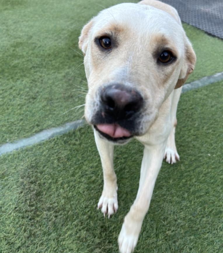 Demi, an adopted Yellow Labrador Retriever in Seabrook, NH image 3/5
