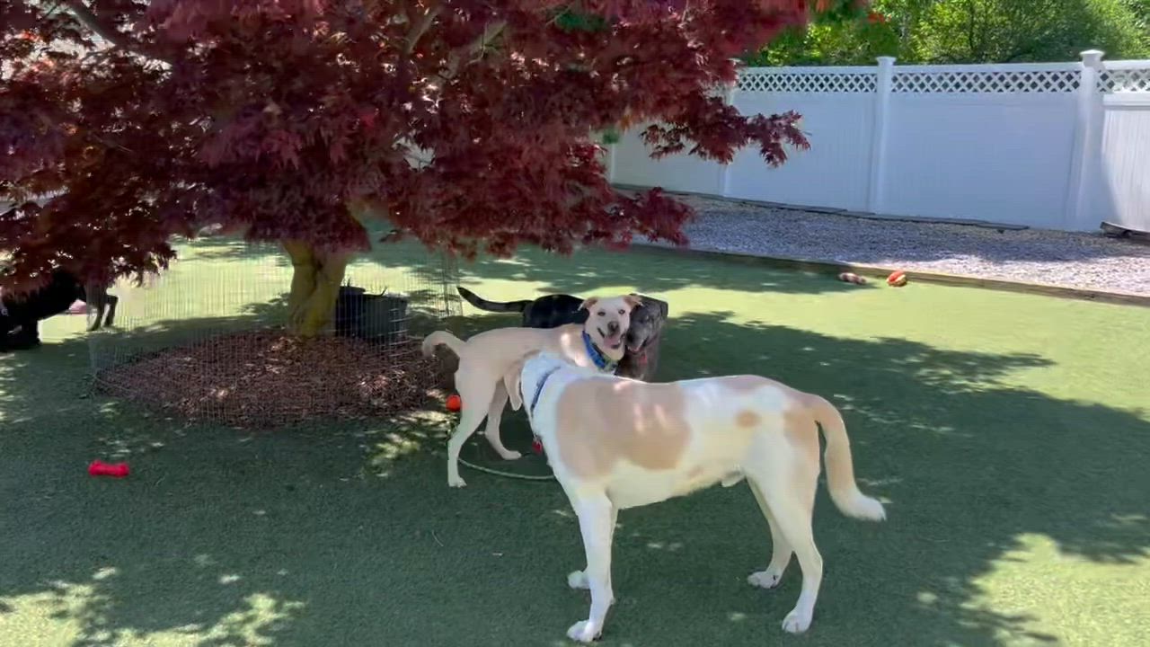 Enlarge Demi, an adopted Yellow Labrador Retriever in Seabrook, NH video 4/5