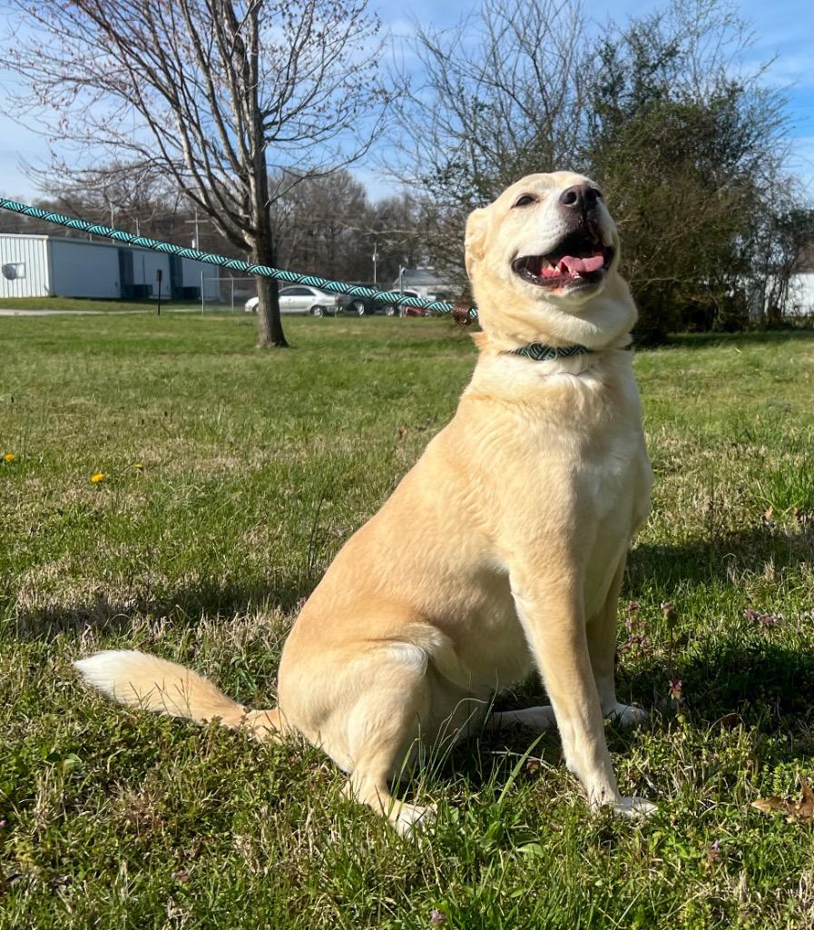 Enlarge Jelly (Lily), a Adoptable mixed breed in Murray, KY image 1/4