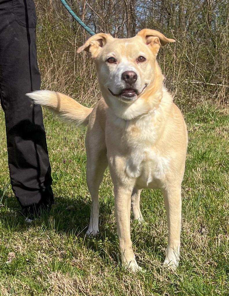 Enlarge Jelly (Lily), a Adoptable mixed breed in Murray, KY image 2/4