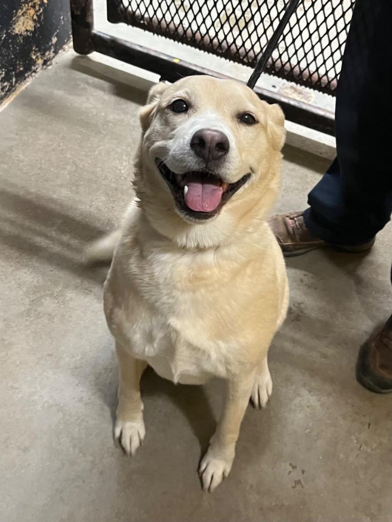 Enlarge Jelly (Lily), a Adoptable mixed breed in Murray, KY image 3/4