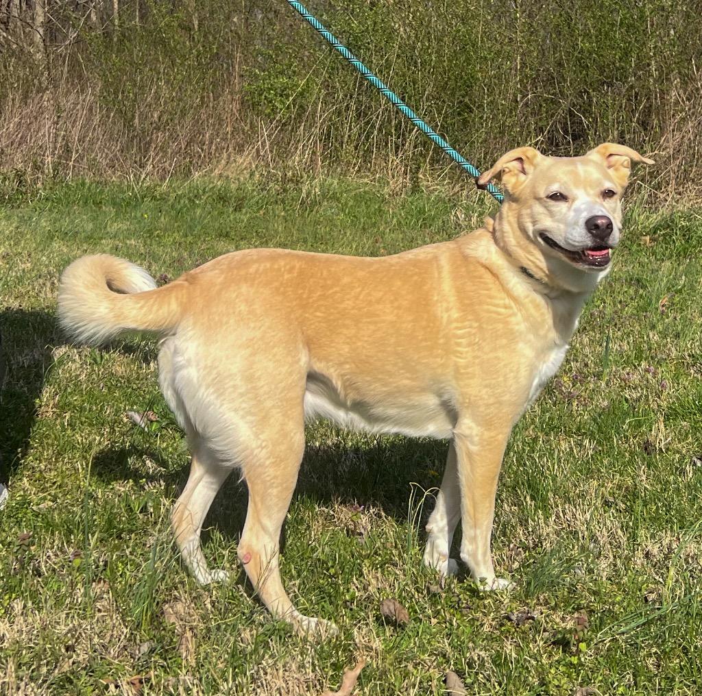 Enlarge Jelly (Lily), a Adoptable mixed breed in Murray, KY image 4/4
