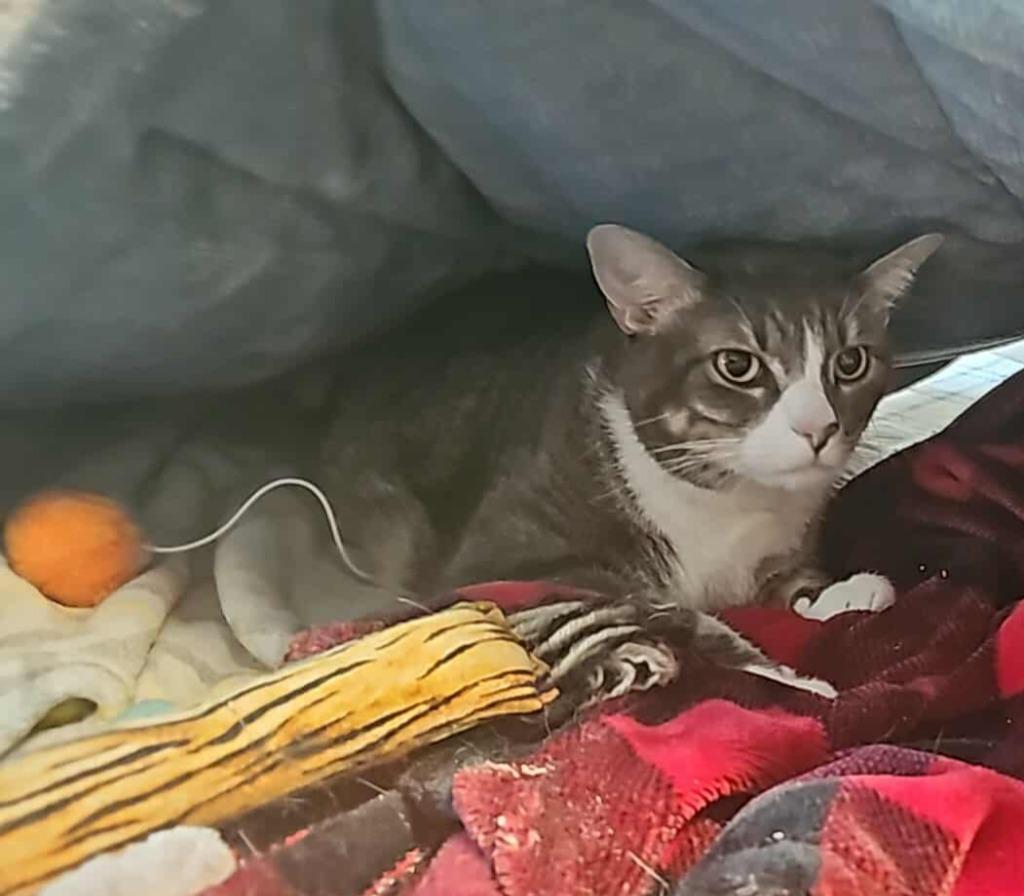 Enlarge Morty, a Adoptable mixed breed in Shell Lake, WI image 2/3