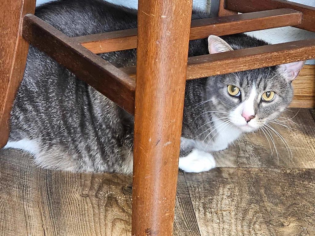 Morty, Adoptable, Adult Male Domestic Short Hair.