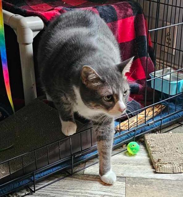 Morty, Adoptable, Adult Male Domestic Short Hair.