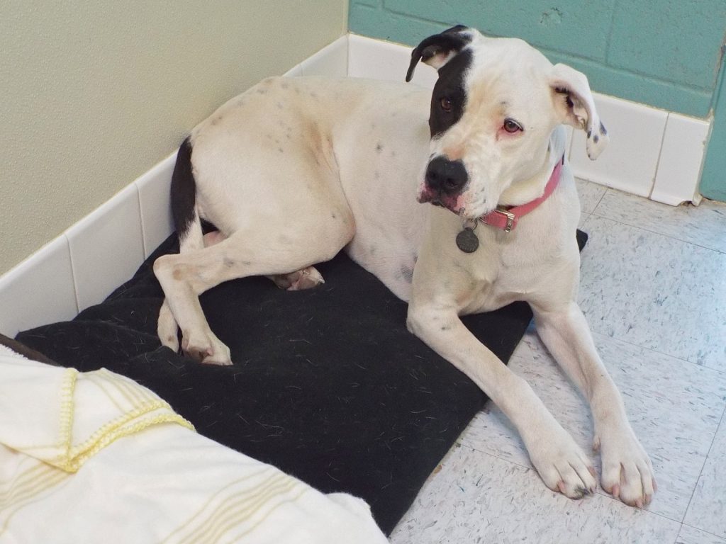Harley--Energetic Lady Available with Vet Care Support for Life