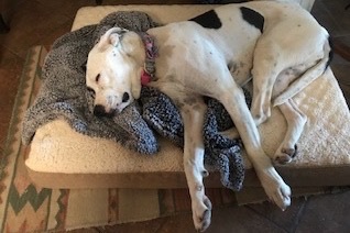 Enlarge Harley--Energetic Lady Available with Vet Care Support for Life, a Adoptable Pointer in Green Valley, AZ image 4/6