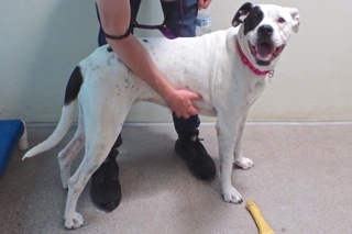 Enlarge Harley--Energetic Lady Available with Vet Care Support for Life, a Adoptable Pointer in Green Valley, AZ image 5/6