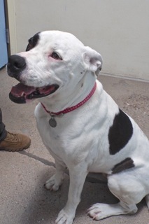Enlarge Harley--Energetic Lady Available with Vet Care Support for Life, a Adoptable Pointer in Green Valley, AZ image 2/6