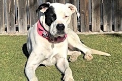 Harley--Energetic Lady Available with Vet Care Support for Life photo 6